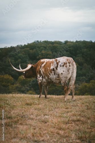 Texas Longhorn Cow Standing in Pasture with Forested Hills in Background