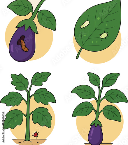 Eggplant Plant Pests and Healthy Growth Stages: Vector Icons Illustrating Common Garden Problems, Agriculture, and Organic Farming Concepts.