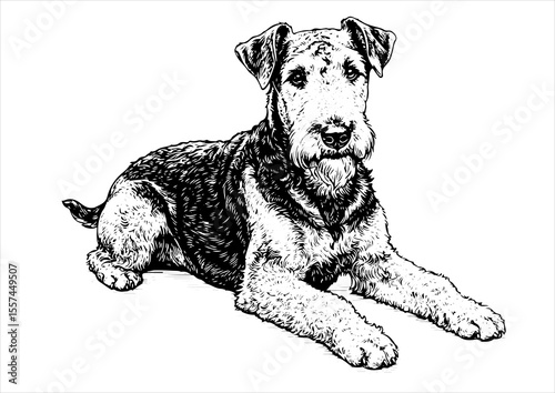 Airedale Terrier dog pet portrait engraving intricate retro hand drawn style line art black and white vector illustration, isolated on white background