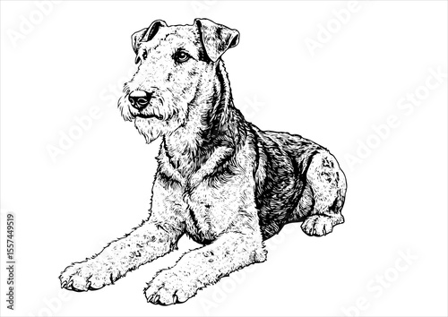 Airedale Terrier dog pet portrait engraving intricate retro hand drawn style line art black and white vector illustration, isolated on white background