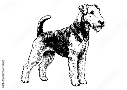 Airedale Terrier dog pet portrait engraving intricate retro hand drawn style line art black and white vector illustration, isolated on white background
