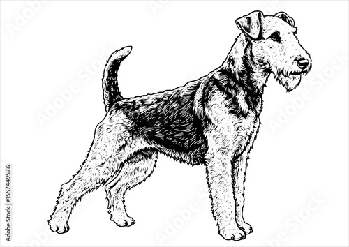 Airedale Terrier dog pet portrait engraving intricate retro hand drawn style line art black and white vector illustration, isolated on white background
