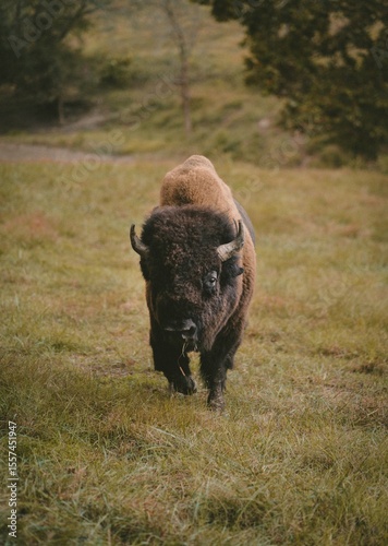 American Bison Walking Forward in Meadow