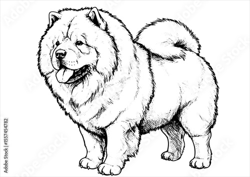chow chow dog pet portrait engraving intricate retro hand drawn style line art black and white vector illustration, isolated on white background