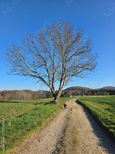 Baum