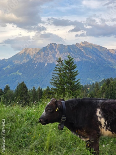 Kuh und Berg
