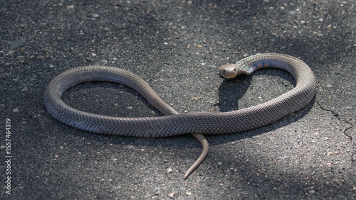 Mozambican Spitting Cobra on the main tarred road in the Kruger National Park, South Africa
