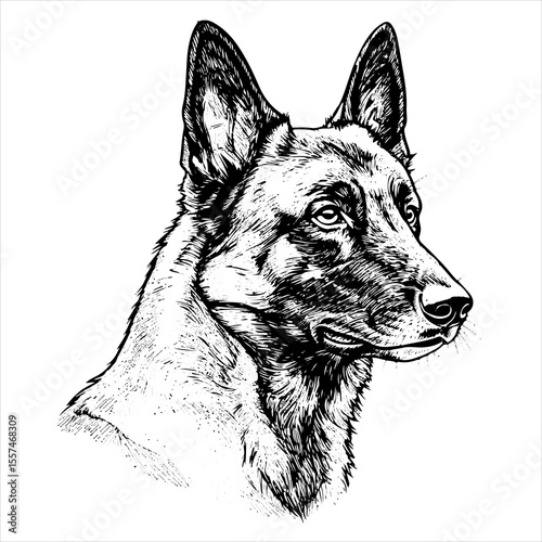 head chow Belgian Malinois pet portrait engraving intricate retro hand drawn style line art black and white vector illustration, isolated on white background