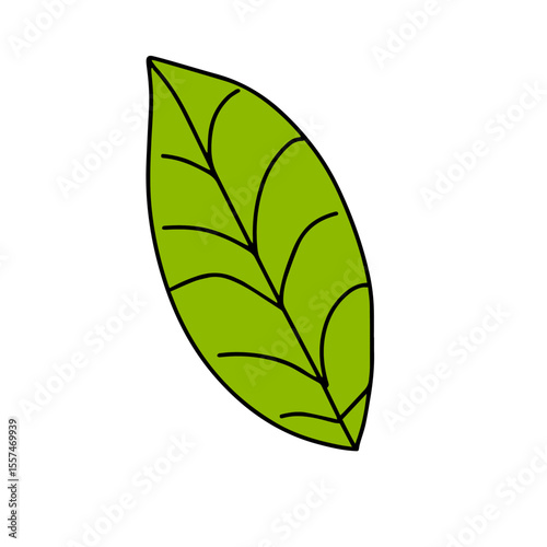 Handrawn tropical leaves, cartoon nature leaves isolated on white background