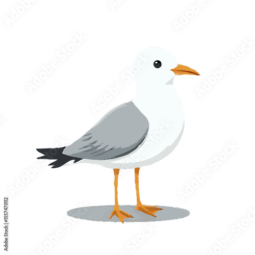 Detailed Seagull Design