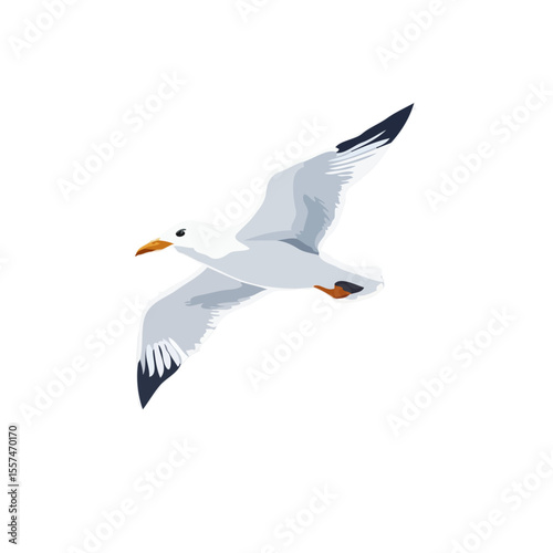 Detailed Seagull
