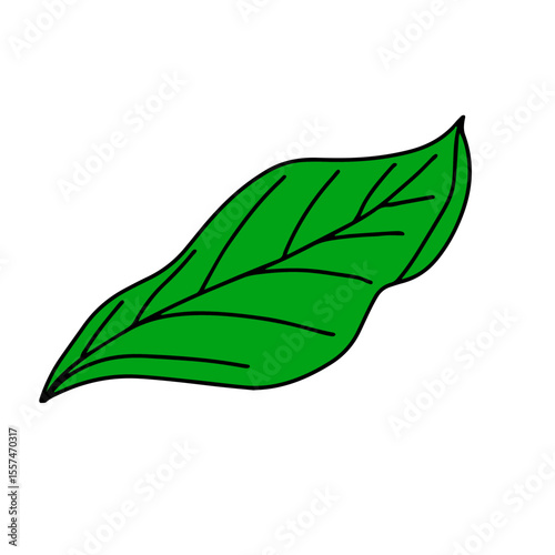 Handrawn tropical leaves, cartoon nature leaves isolated on white background