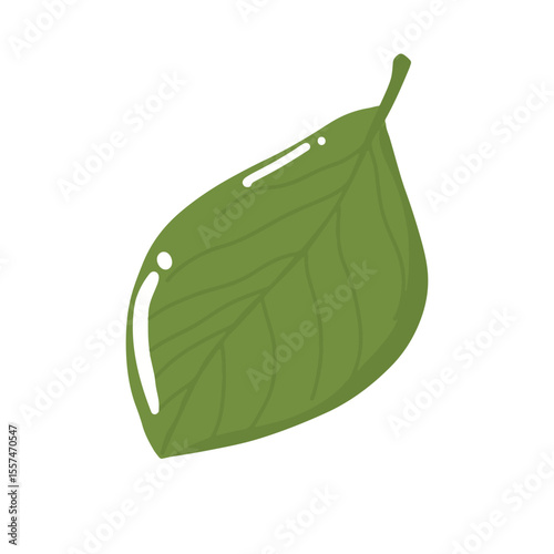 Handrawn tropical leaves, cartoon nature leaves isolated on white background