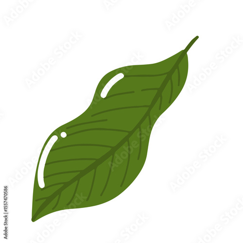 Handrawn tropical leaves, cartoon nature leaves isolated on white background