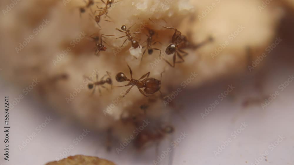 Tiny ants (scientific name: Formicidae) cutting pieces of cheese to carry back to their nest. A fascinating display of teamwork and foraging behavior in miniatur.
