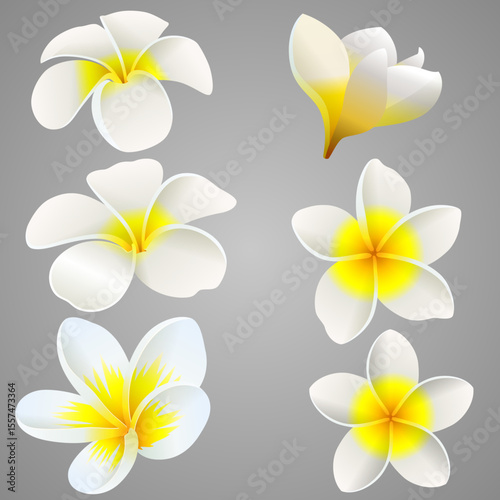 Beautiful tropical frangipani flowers, or Plumeria on white background. Vector Illustration