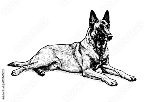  Belgian Malinois pet portrait engraving intricate retro hand drawn style line art black and white vector illustration, isolated on white background