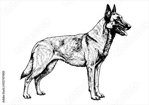  Belgian Malinois pet portrait engraving intricate retro hand drawn style line art black and white vector illustration, isolated on white background