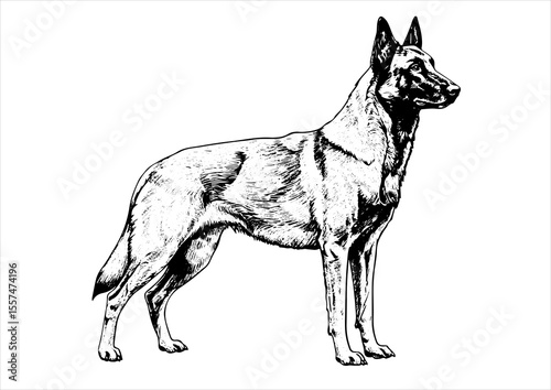  Belgian Malinois pet portrait engraving intricate retro hand drawn style line art black and white vector illustration, isolated on white background