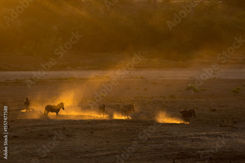 Zebra kicking up sand creating golden cloud in the evening sun on the Shingwedzi River bed, Kruger National Park