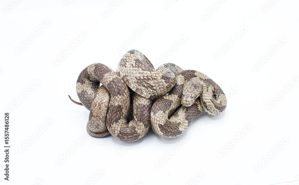 Obraz premium Eastern or gray ratsnake - Pantherophis spiloides or alleghaniensis is a nonvenomous constrictor snake native to North America. It's one of the longest snakes in the continent. Isolated on white