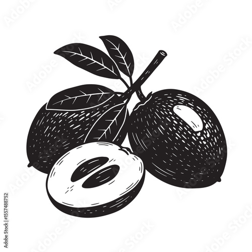 Detailed vintage art silhouette of sapodilla fruit with leaves and cross section