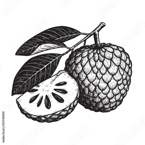 Hand drawn sugar apple custard apple fruit vintage art illustration silhouette