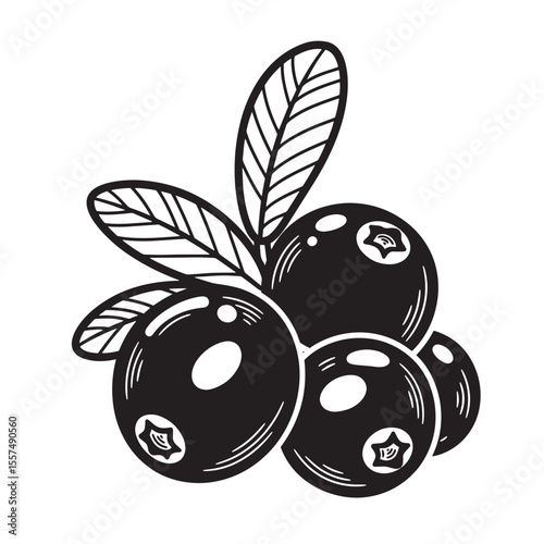 Illustration of a hand drawn vintage art silhouette of cranberry fruits and leaves