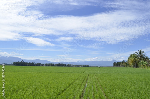 Fototapeta Naklejka Na Ścianę i Meble -  green field and blue sky