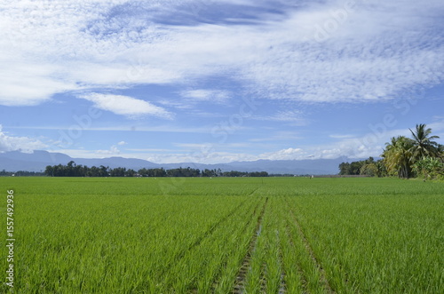 Fototapeta Naklejka Na Ścianę i Meble -  green wheat field