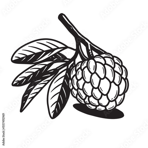 Vintage art silhouette of a hand drawn custard apple fruit and leaves illustration