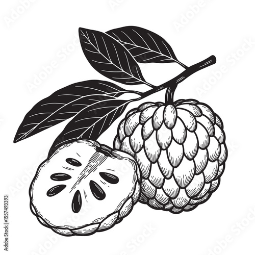 Vintage art silhouette of hand drawn cherimoya fruit with leaves in black and white