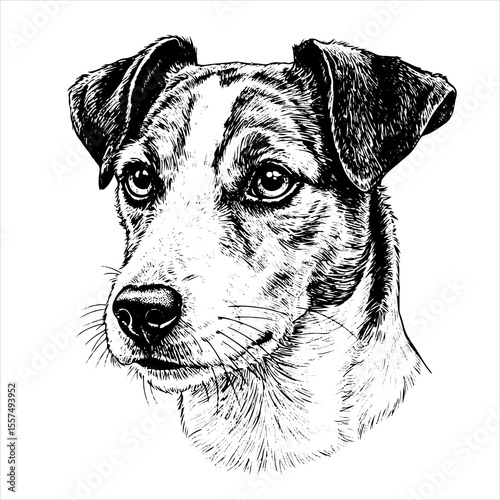  head Jack Russell Terrier pet portrait engraving intricate retro hand drawn style line art black and white vector illustration