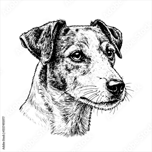  head Jack Russell Terrier pet portrait engraving intricate retro hand drawn style line art black and white vector illustration