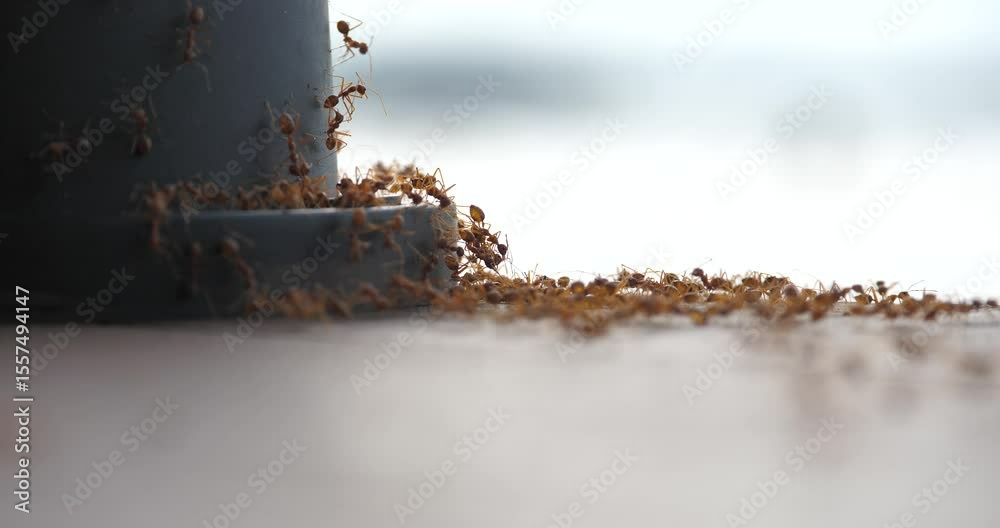 Red ants on the house, ants and insects, ecosystem