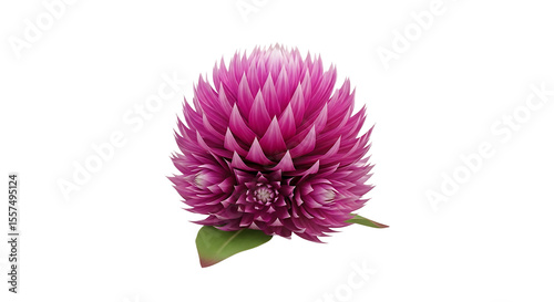 A vibrant and detailed close-up of a blooming globe amaranth flower on white background
