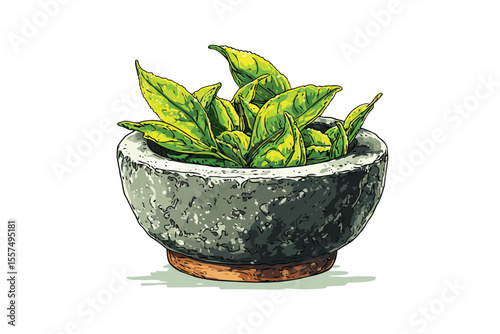 Green tea leaves in stone bowl black isolated