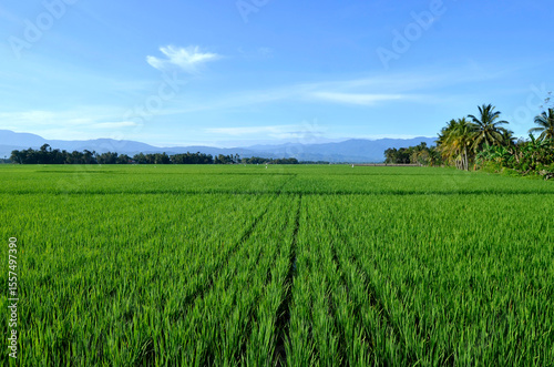 Fototapeta Naklejka Na Ścianę i Meble -  field of wheat