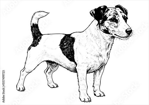 jack Russell Terrier pet portrait engraving intricate retro hand drawn style line art black and white vector illustration, isolated on white background