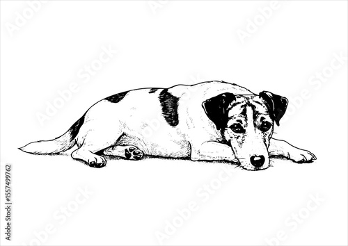 jack Russell Terrier pet portrait engraving intricate retro hand drawn style line art black and white vector illustration, isolated on white background