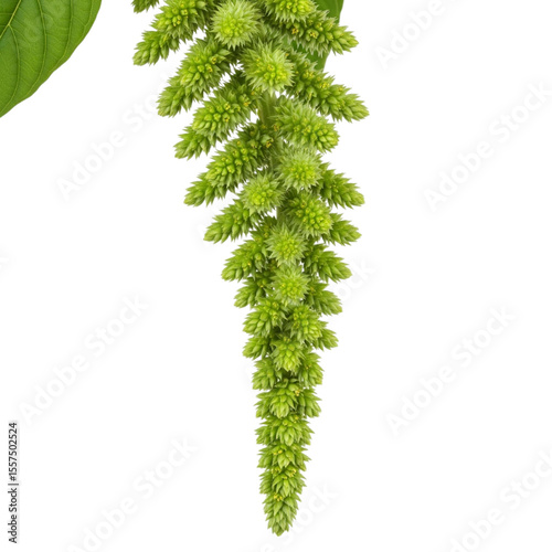 Green Amaranthus Flower Cascading Sideways – PNG Isolated