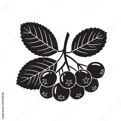 Black and white vintage art silhouette of rowan berries with leaves for design