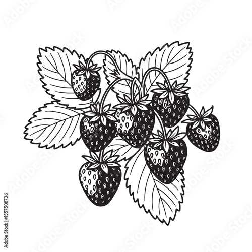 Detailed vintage art silhouette of a lush strawberry plant with berries and leaves