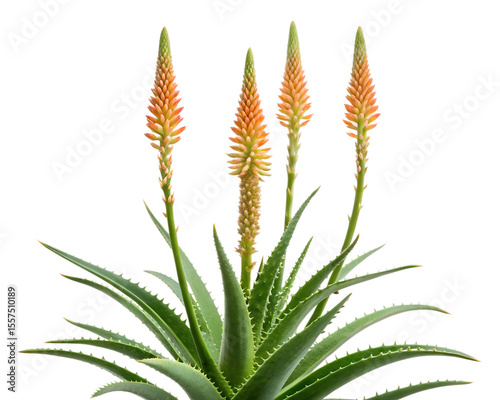 Four orange aloe vera flowers bloom atop lush green succulent leaves, isolated on transparent background
