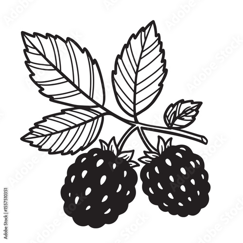 Elegant vintage art silhouette of blackberries and leaves on a white background