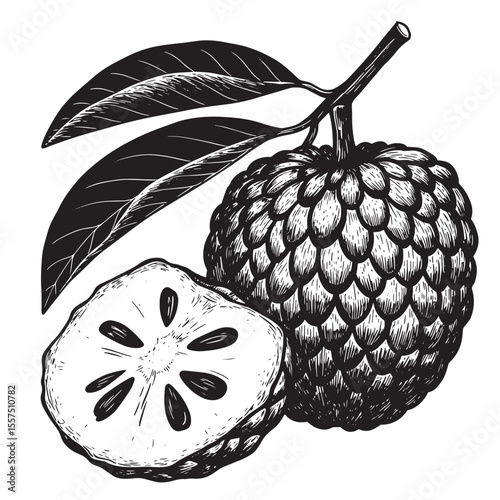 Hand drawn engraved annona cherimola or custard apple with leaves and a sectioned fruit vintage art