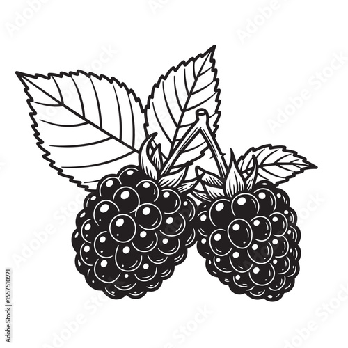 Hand drawn black and white vintage art silhouette of fresh ripe blackberries with leaves