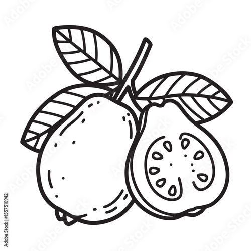 Hand drawn guava fruit with leaves vintage art silhouette for food and health concepts