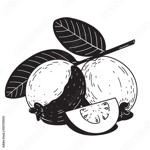 Hand drawn illustration of guava fruits with leaves perfect for vintage art designs