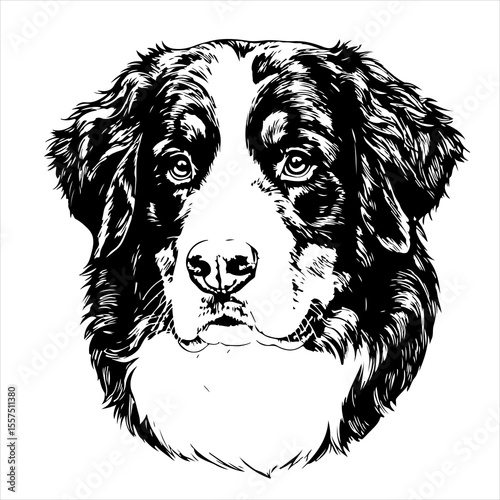  head Bernese Mountain Dog pet portrait engraving intricate retro hand drawn style line art black and white vector illustration, isolated on white background